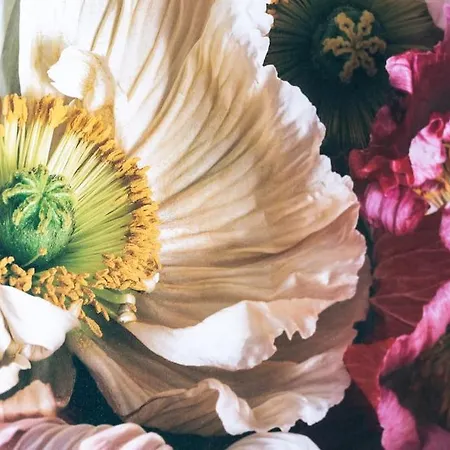 Comfort Haven Apartment